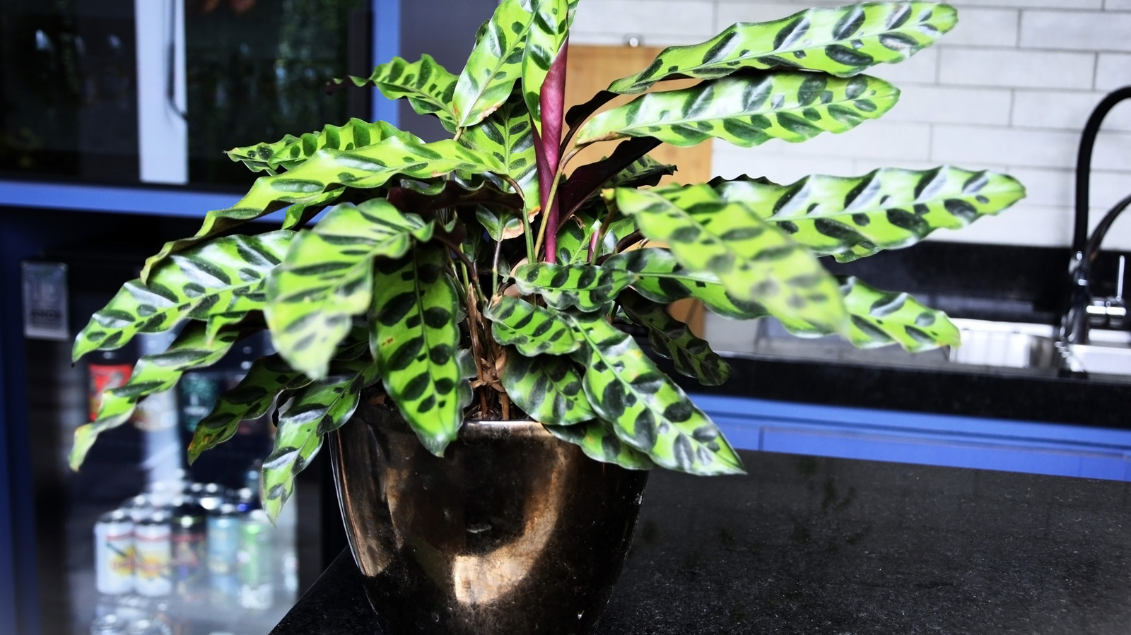 كيفية نشر نبات الأفعى الجرسية وملء منزلك بأوراق الشجر المذهلة