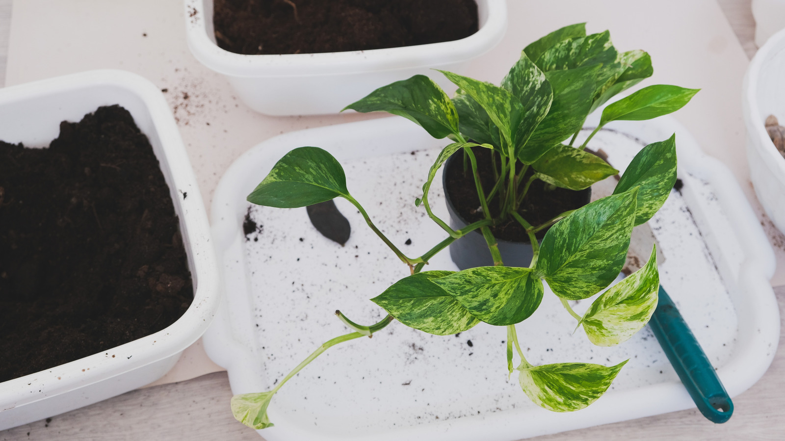 نوع التربة المثالي الذي يساعد نبات البوثوس الداخلي على الازدهار