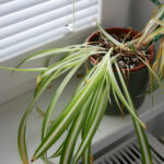 هل يحتوي نبات العنكبوت الخاص بك على أوراق مكسورة أو منحنية؟ إليك ما يجب عليك فعله