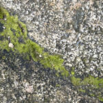 قم بإزالة الطحالب بين شقوق الممرات باستخدام أداة أمازون سهلة الاستخدام