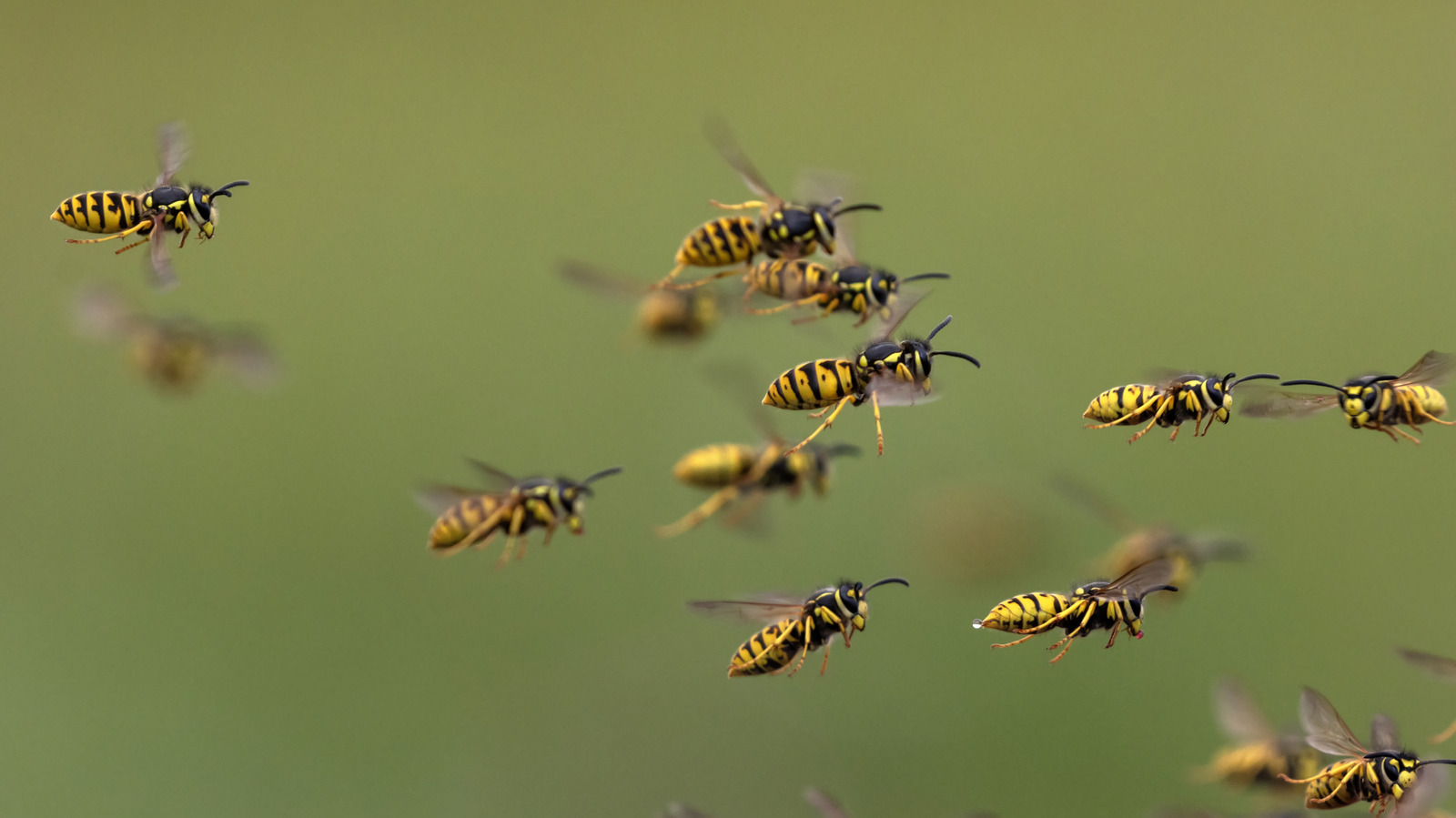 إذا كانت الدبابير تغزو شرفتك، فقد يكون هذا هو السبب