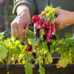 ازرع هذا النوع من الفجل سريع النمو في أصص للحصول على حصاد لذيذ في وقت قصير