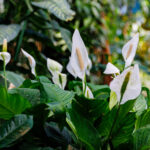 اقرأ هذا قبل زراعة زنبق السلام في الهواء الطلق