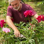 الخطوة الحاسمة التي يجب القيام بها قبل إحضار زهور الفاوانيا المقطوعة إلى الداخل لإبعاد الآفات