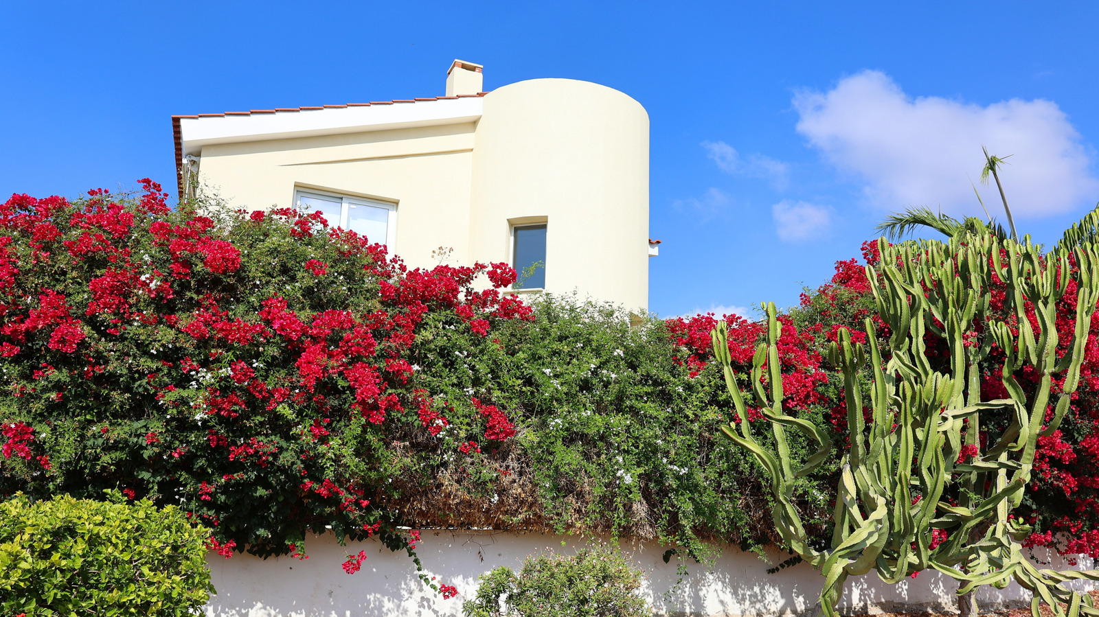 الشجيرة المزهرة التي تخلق الخصوصية وترسل الفراشات تتدفق إلى حديقتك