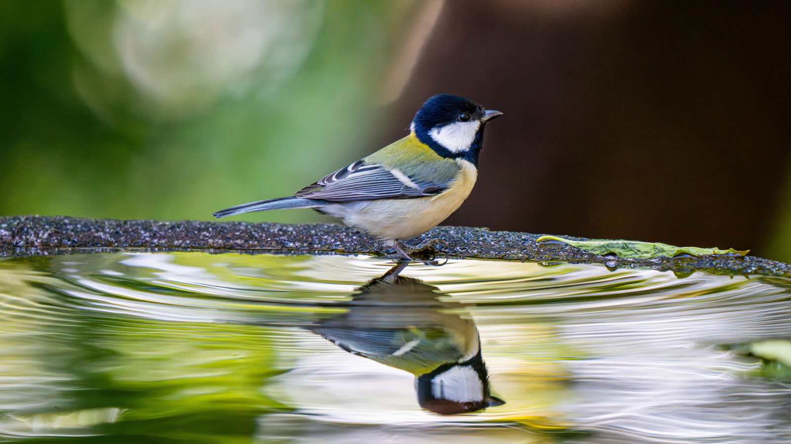 حمام Wayfair Bird ذو التصنيف العالي مع غرفة واسعة وتصميم ساحر