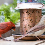 شجيرة الكاردينال الجذابة التي توفر مظلة آمنة للطيور