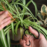 ما تقوله الأوراق الصفراء لنبات العنكبوت الخاص بك عن صحته