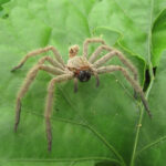 ماذا تفعل إذا وجدت جلد عنكبوت في منزلك