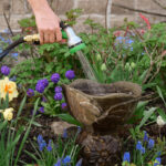 خطأ Birdbath الذي يبقي الطيور بعيدًا