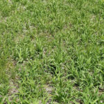 هذا ليس Crabgrass: كيفية إزالة هذا المظهر الطويل والمزعج من حديقتك