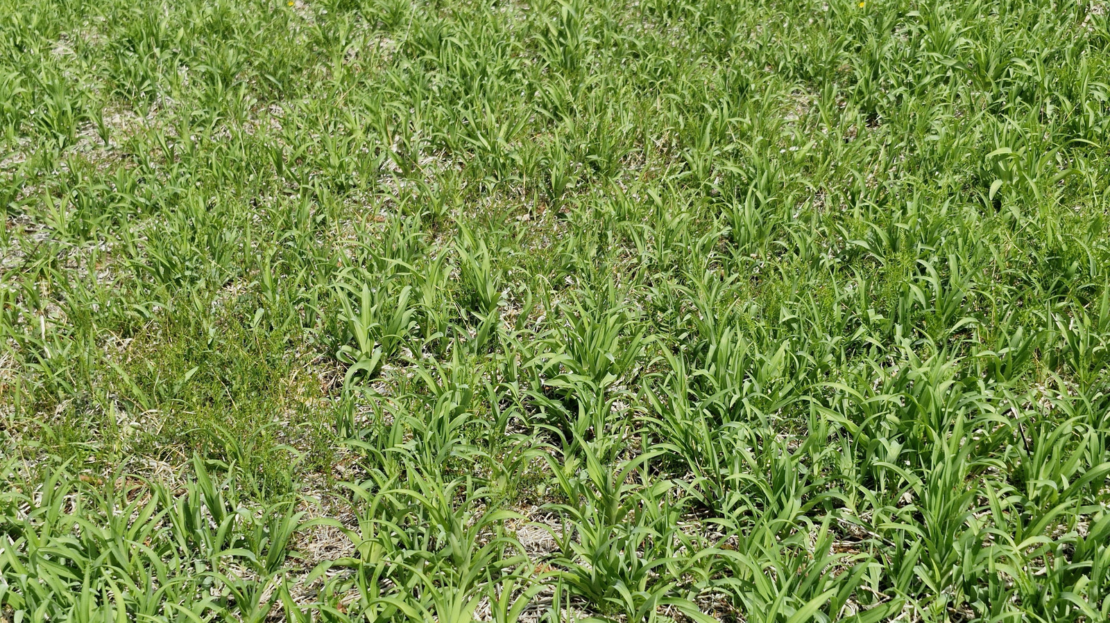 هذا ليس Crabgrass: كيفية إزالة هذا المظهر الطويل والمزعج من حديقتك