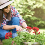لماذا لا تتفتح نباتات إبرة الراعي لديك - وكيفية إصلاحها