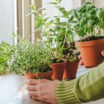 العشبة العطرة والمذاق يجب أن تنمو إذا كنت تحب الريحان