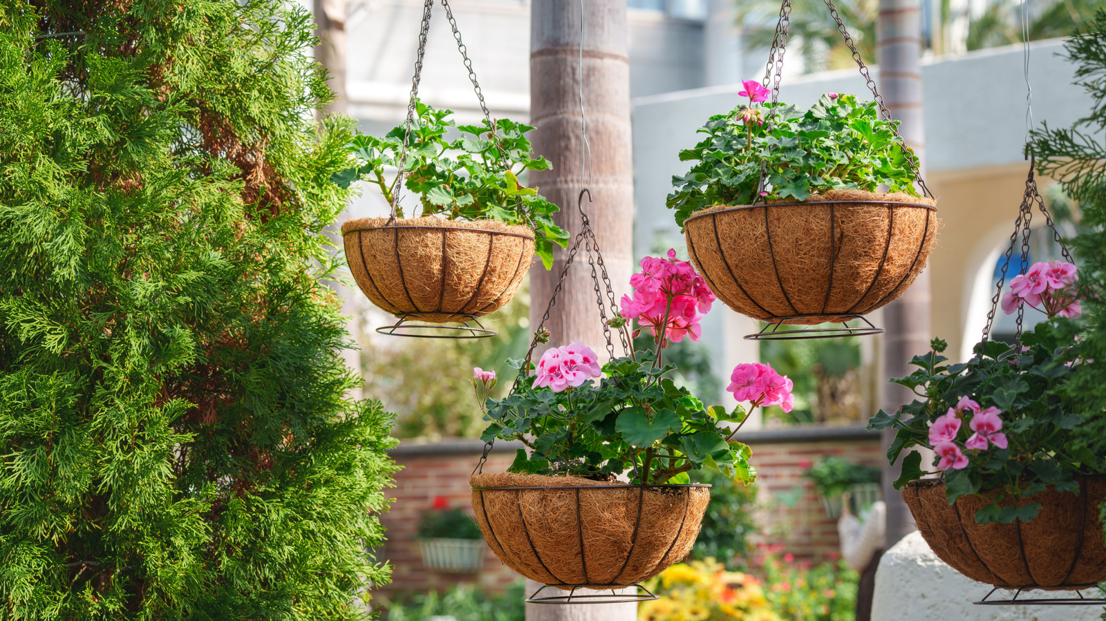 كم مرة يقول المحترفون لتعليق السلال أثناء موجة الحر