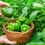 ليس الريحان: العشب الذي يزهر في الصيف والذي تحبه الملقحات ويمنحك نباتات الفلفل المزدهرة