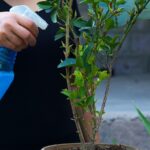 هل رش النباتات بصابون صحن الفجر يضرها؟